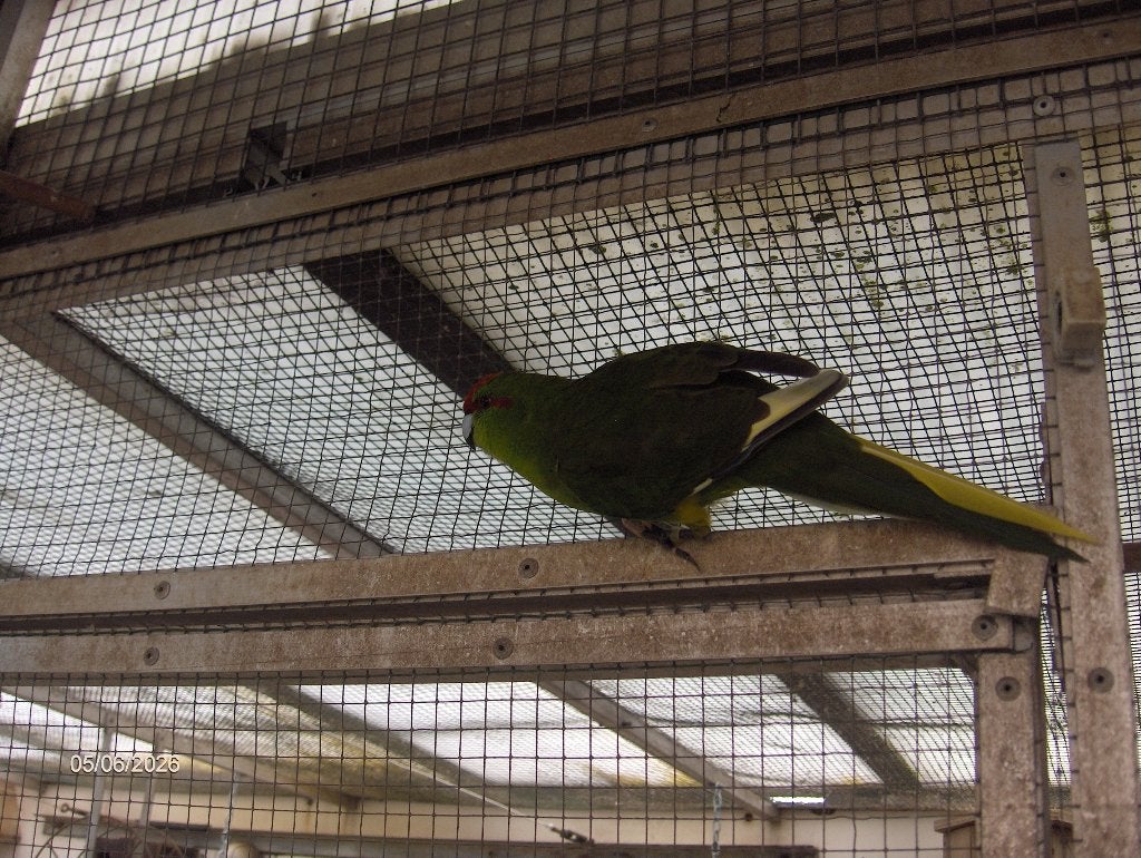 kakariki, Dieren en Toebehoren, Meerdere dieren, Parkiet