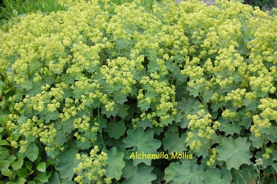 Alchemilla mollis of Vrouwenmantel, Ophalen, Zomer, Vaste plant
