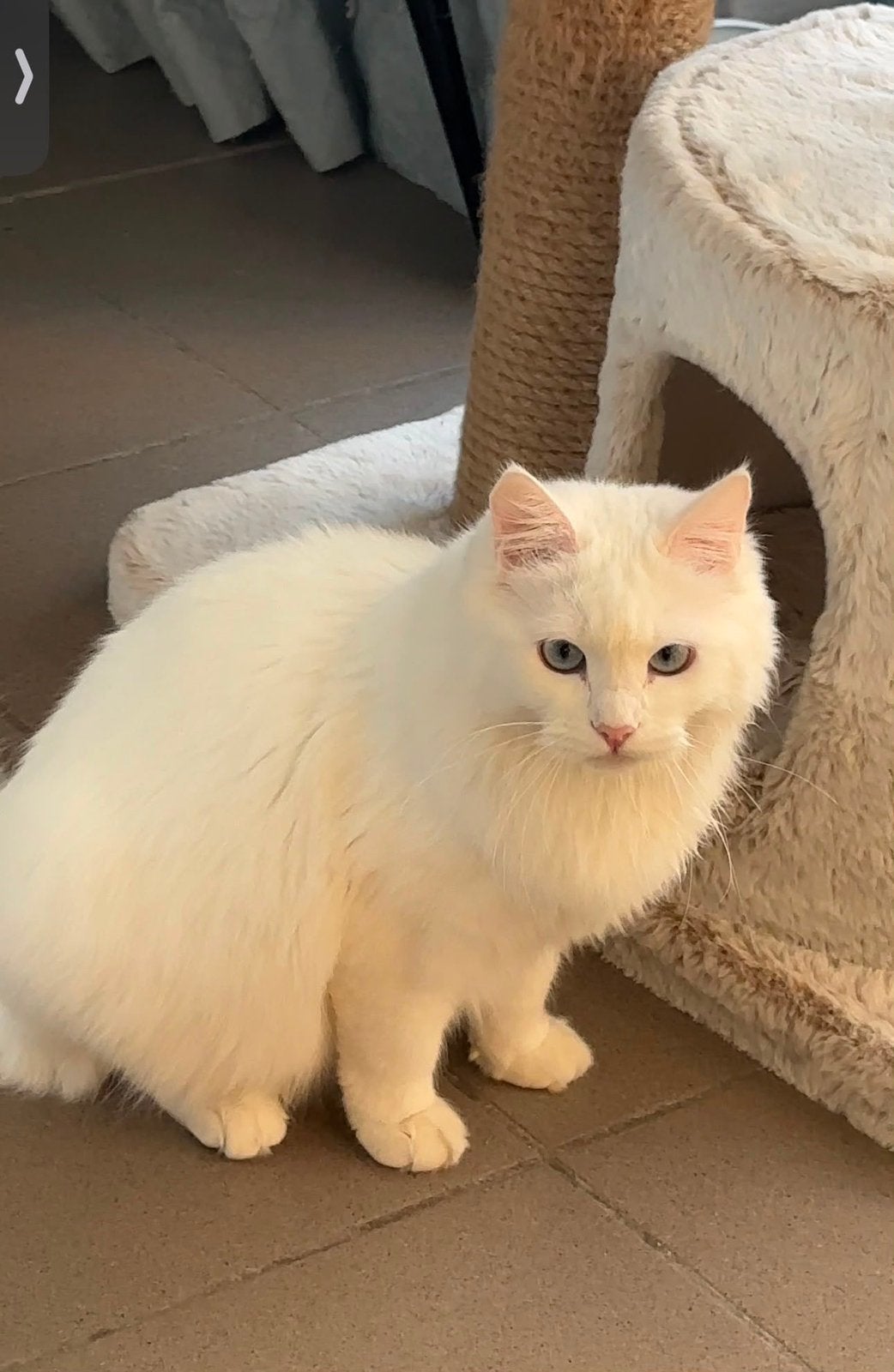 Siberische kat te koop, Chatte ou Chat, Avec pedigree, 0 à 2 ans