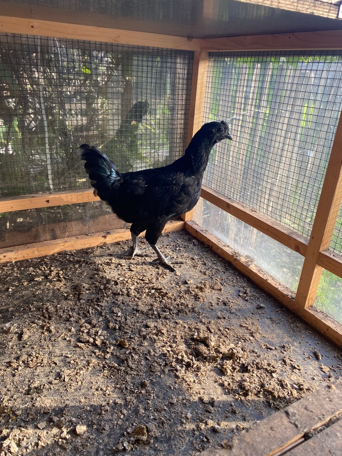 Ayam cemani hanen, Animaux & Accessoires, Mâle, Poule ou poulet