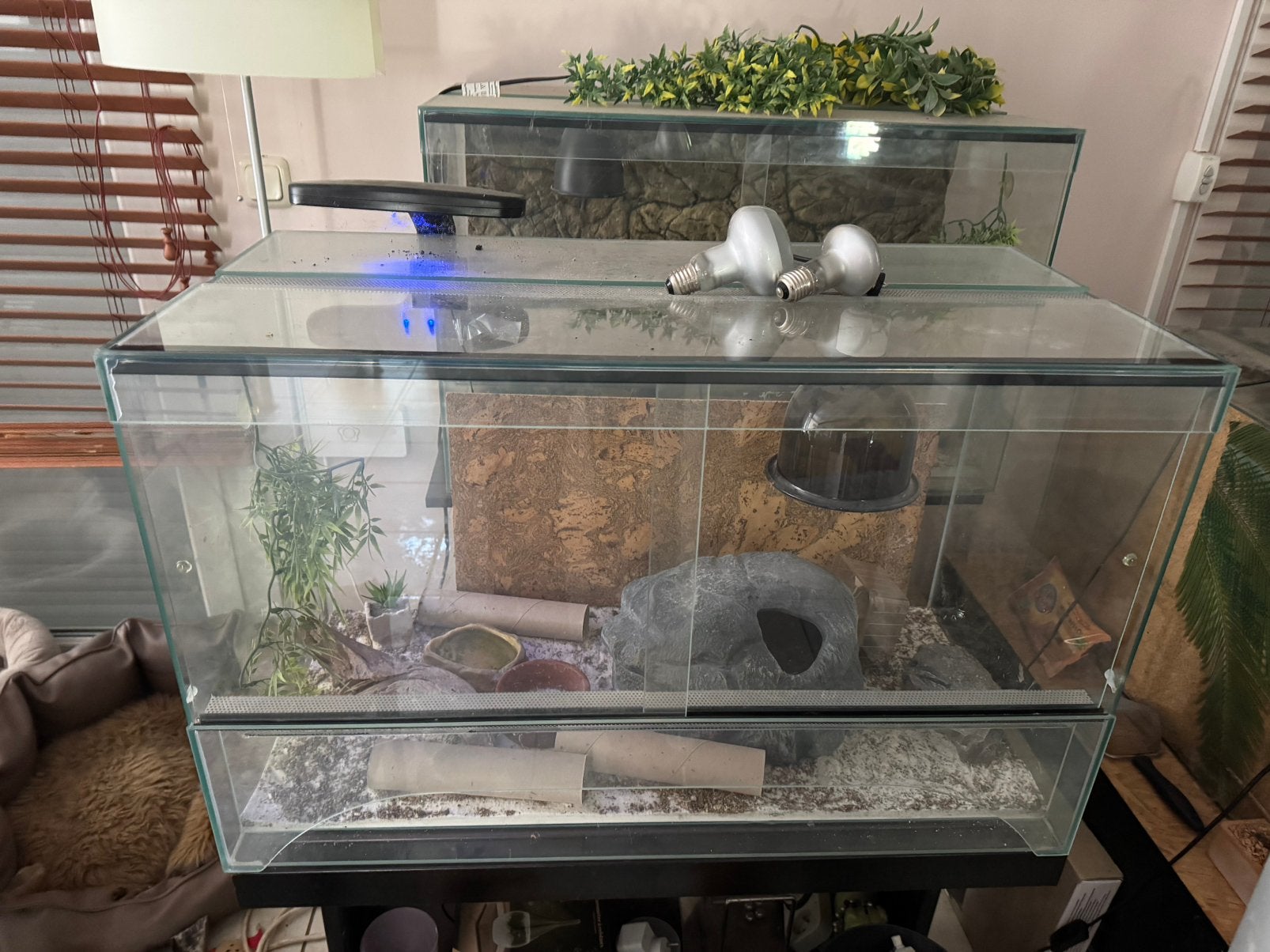 Terrariums 2 stuks met 1 gekko en 1 pogona, Dieren en Toebehoren, Reptielen en Amfibieën | Toebehoren, Ophalen, Gebruikt, Tak, Plant, Rots of Steen