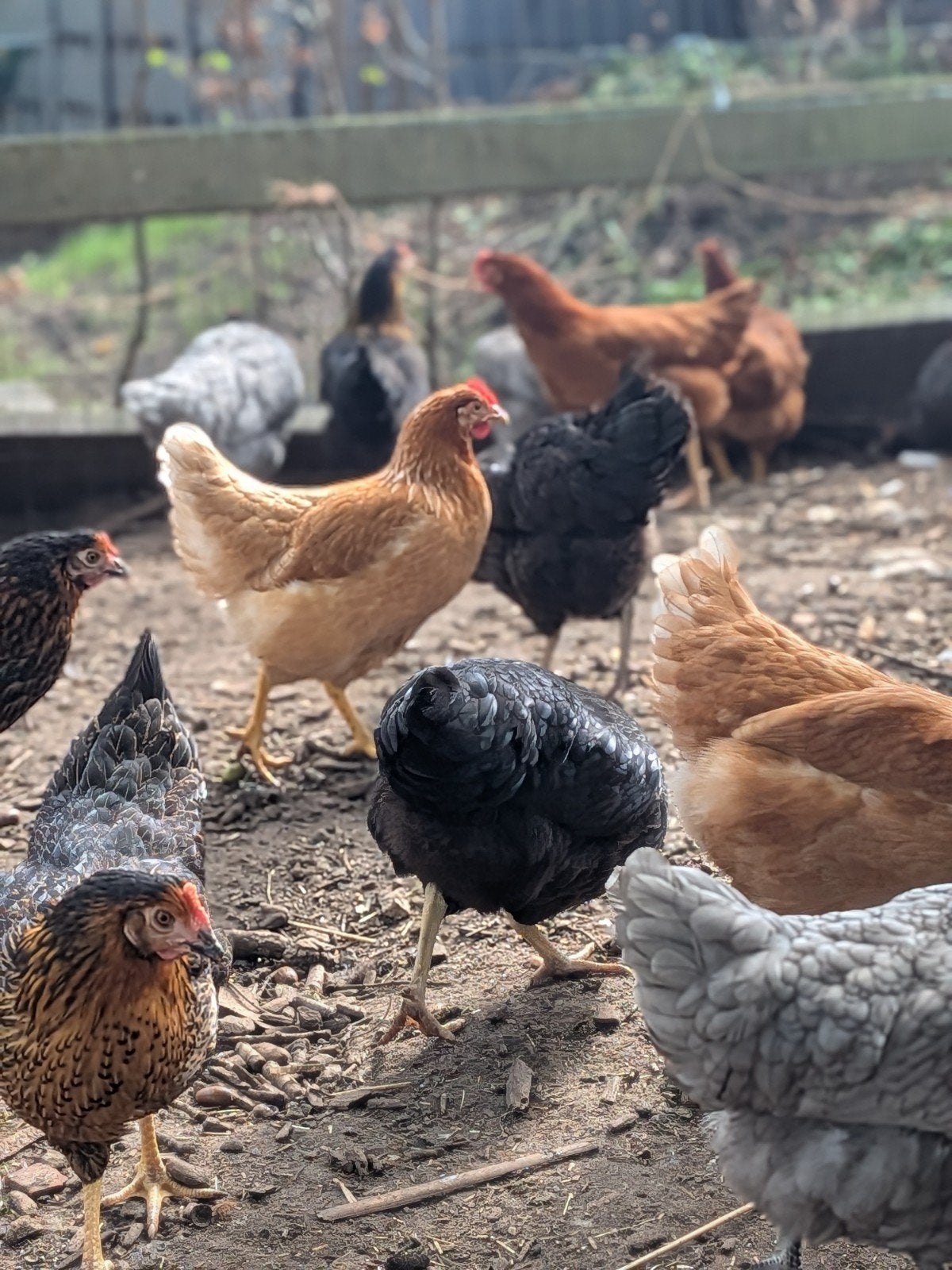 bruine legkippen, Dieren en Toebehoren
