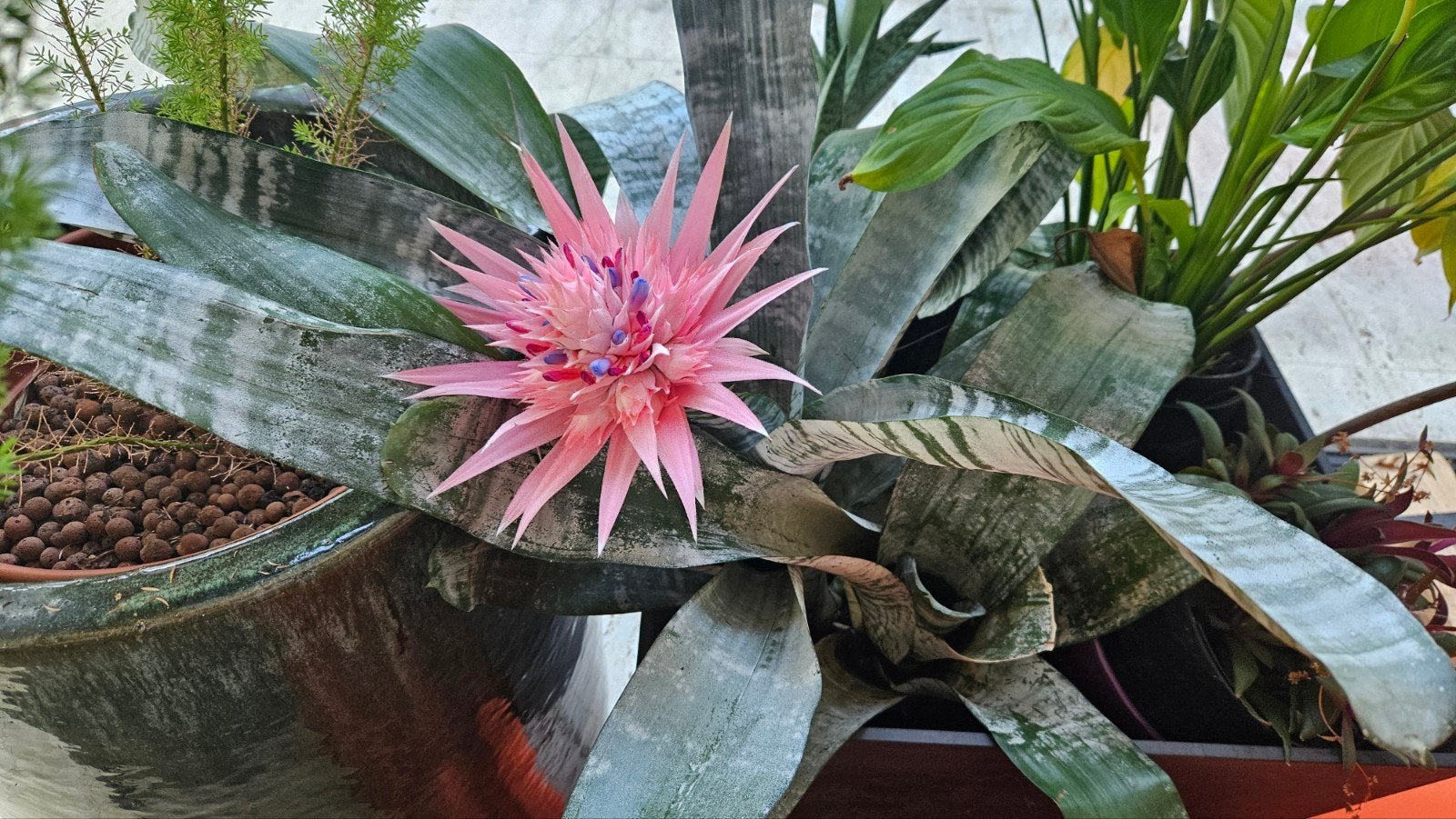 Broméliacée en gaine fleurie, Jardin & Terrasse, Plantes | Jardin, Enlèvement