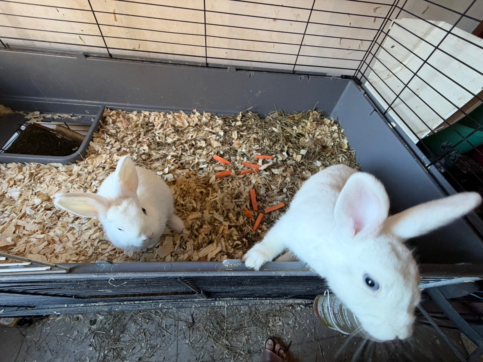 Koppel dwergkonijnen, Dieren en Toebehoren, Meerdere dieren, Klein, 0 tot 2 jaar