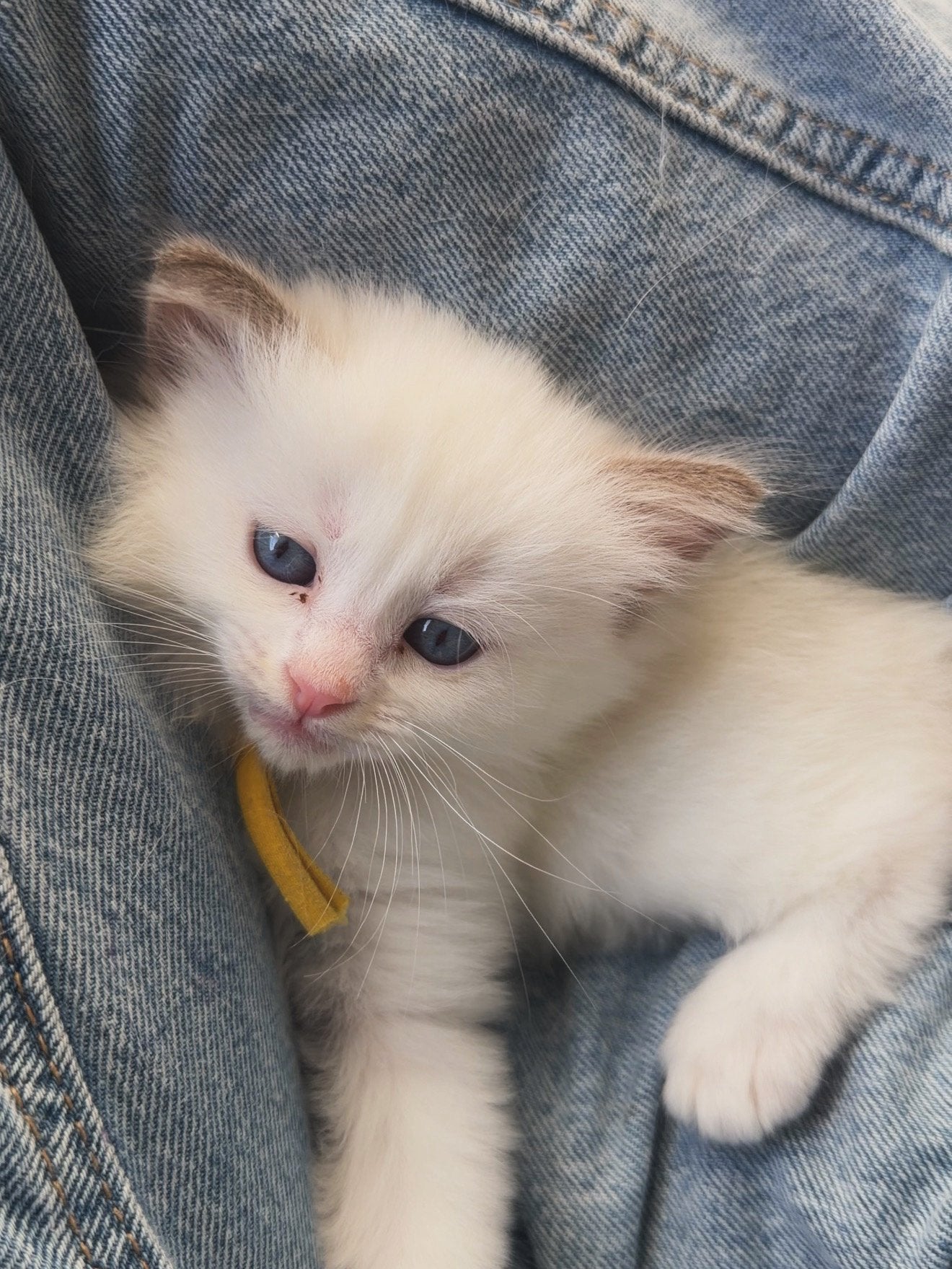 Beaux chatons Ragdoll aux couleurs rares, Chatte ou Chat, Avec pedigree, 0 à 2 ans