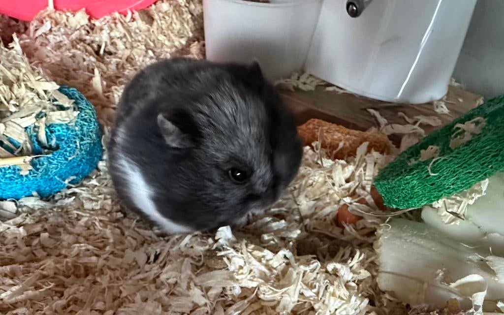 Hamster met kooi en benodigdheden, Dieren en Toebehoren, Hamster, Vrouwelijk, Januari, Tam