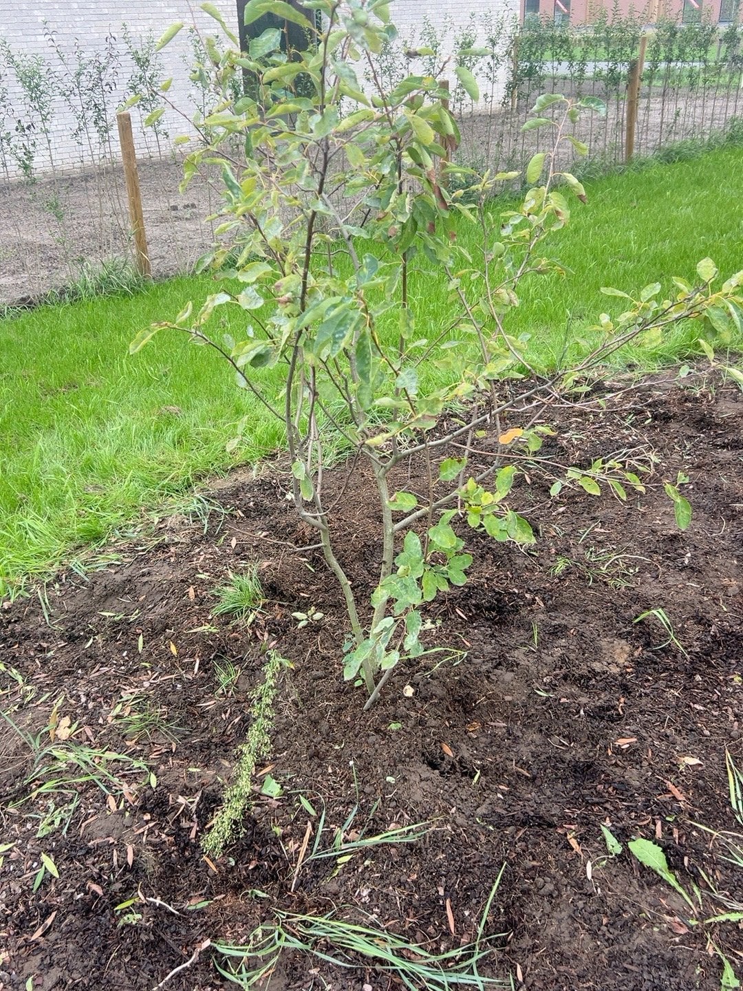 Jonge appelboom, Ophalen, 100 tot 250 cm