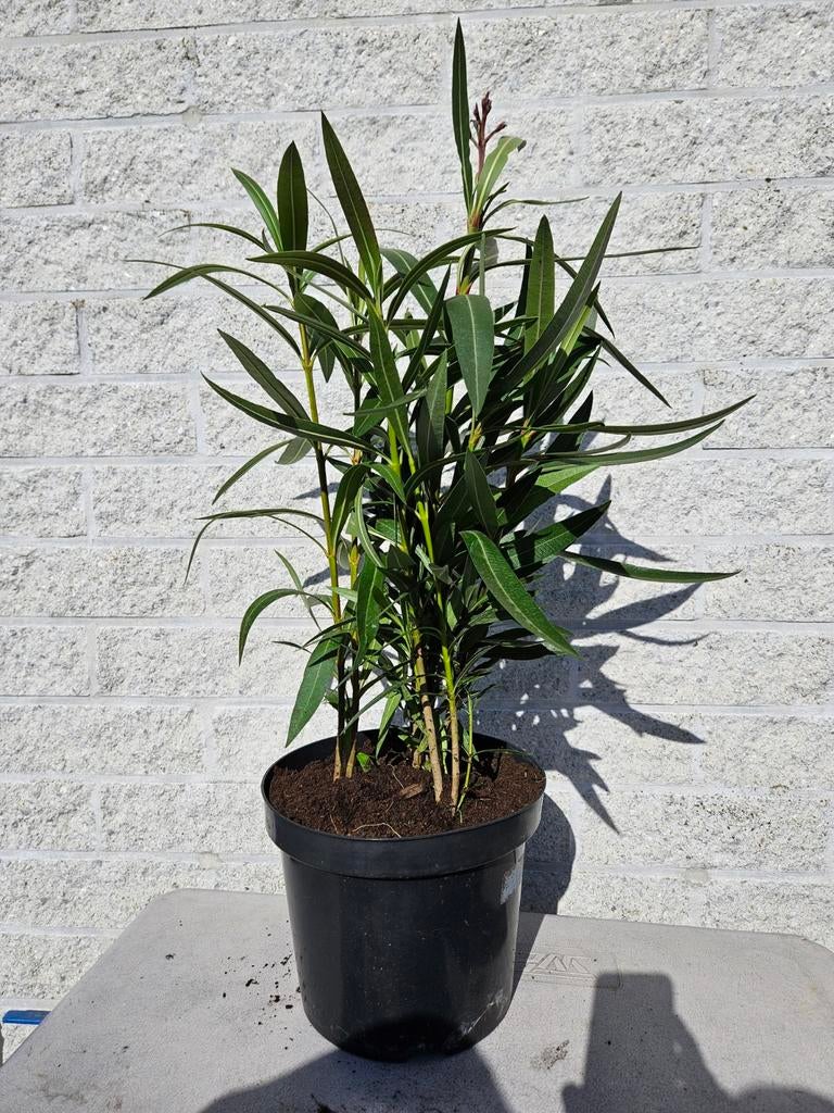 Oleander, Enlèvement