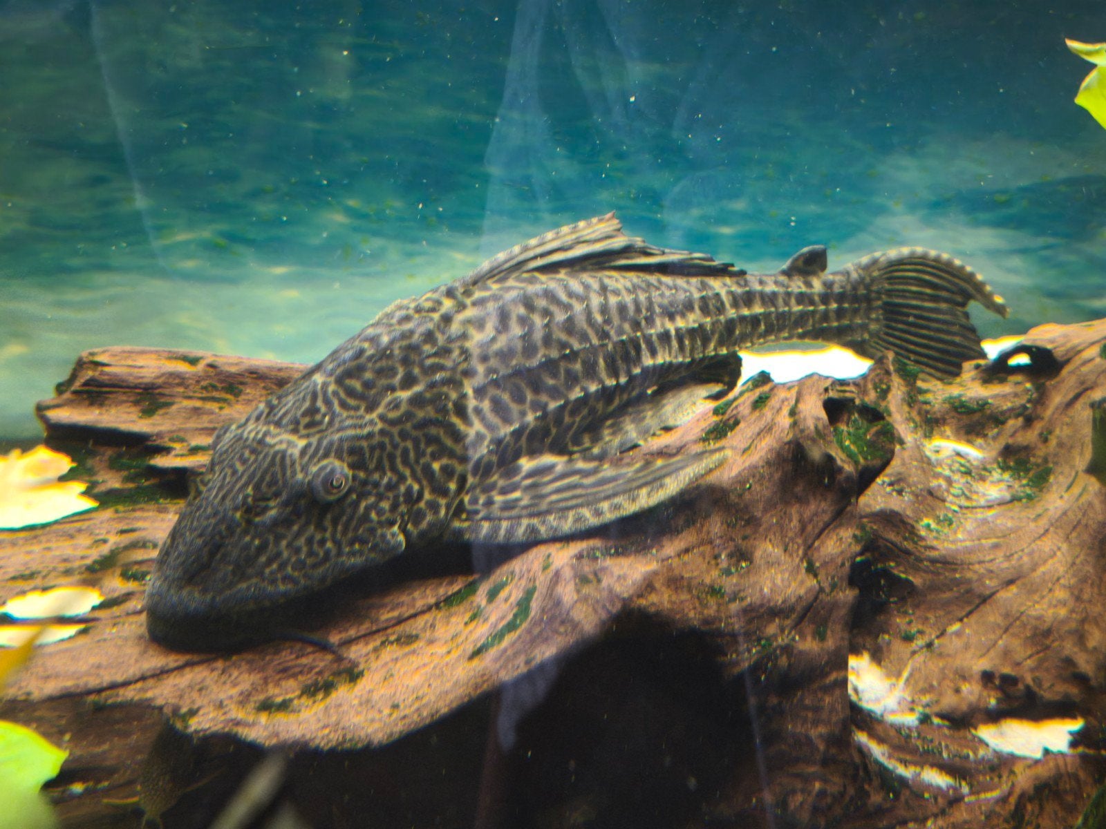 Plecostomus XL
