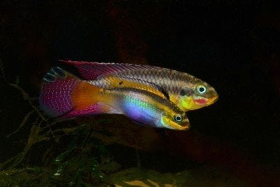Pelvicachromis Taeniatus Moliwe (Smaragdprachtcichlide), Dieren en Toebehoren, Vis, Zoetwatervis