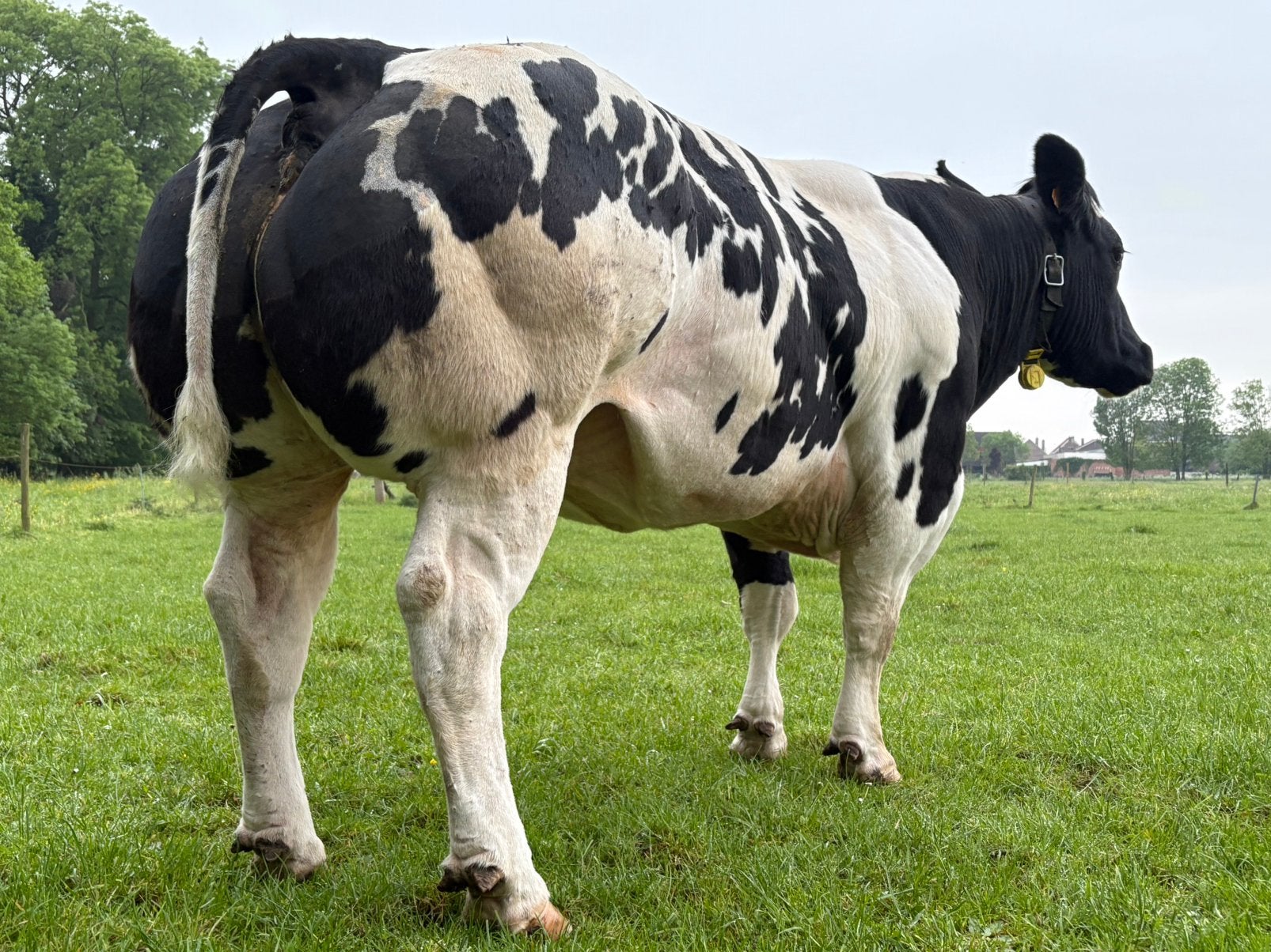 Rincer une vache, Animaux & Accessoires, Femelle, 3 à 6 ans