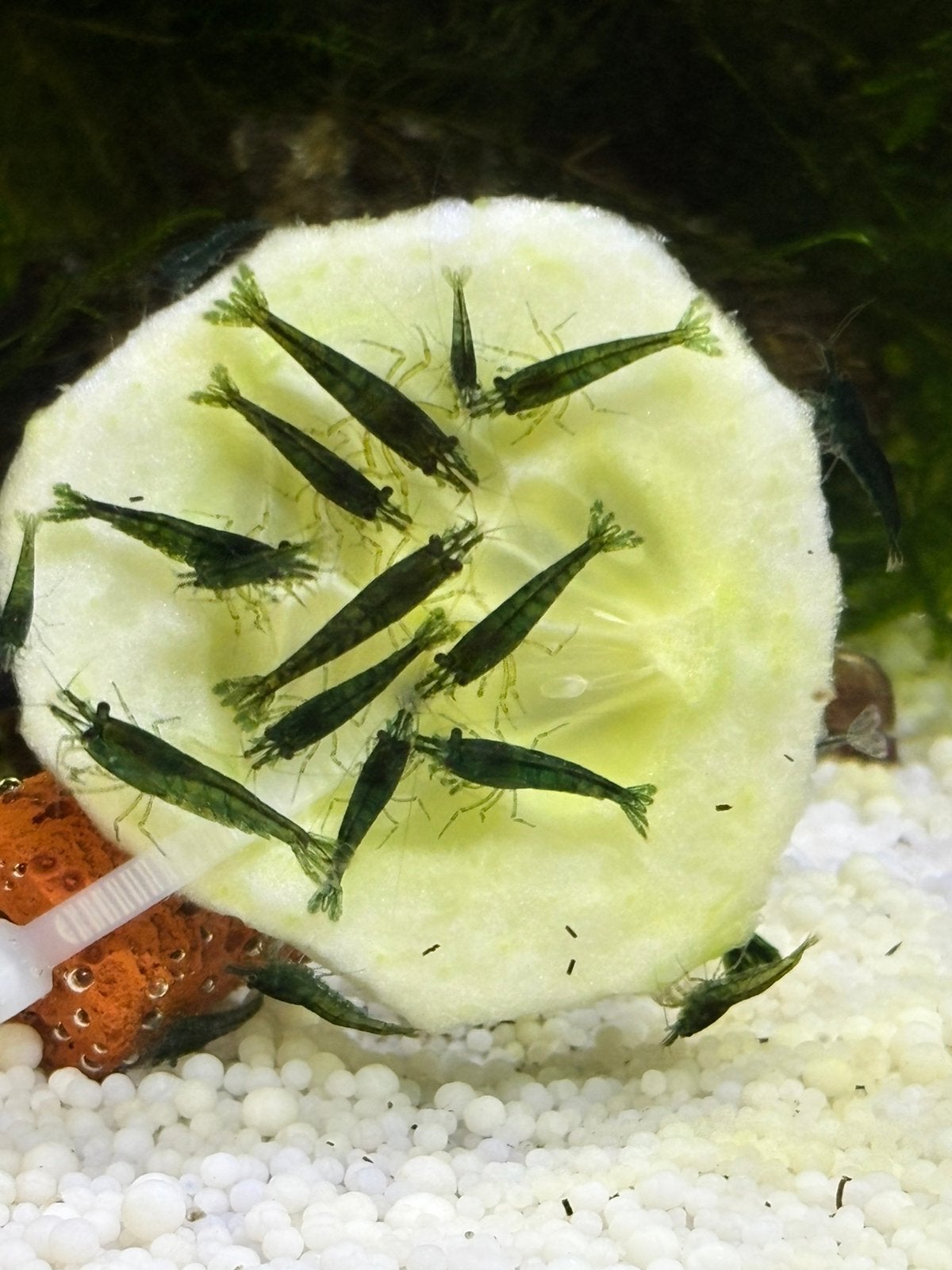 Neocaridina Davidi sp. Green Jade - groene garnalen, Kreeft, Krab of Garnaal, Zoetwatervis, Schoolvis