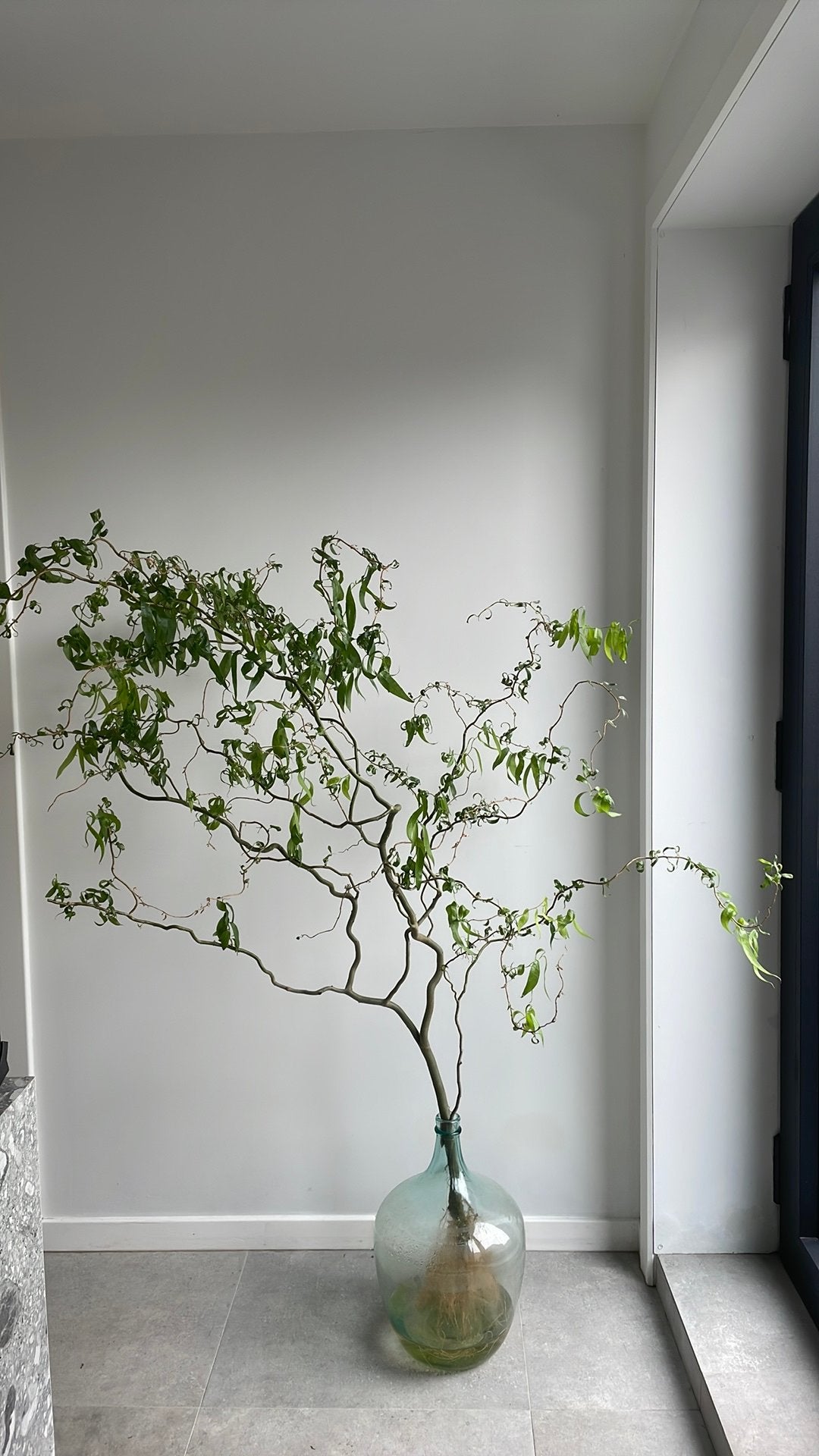 Krulwilg, Jardin & Terrasse, Plantes | Arbres, Enlèvement