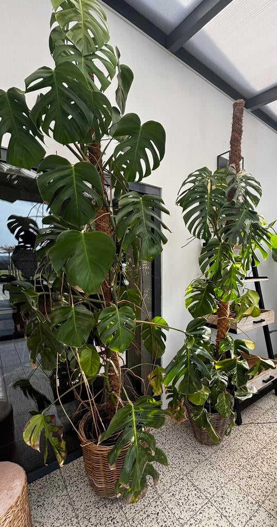 Monstera, Huis en Inrichting, Kamerplanten, Ophalen