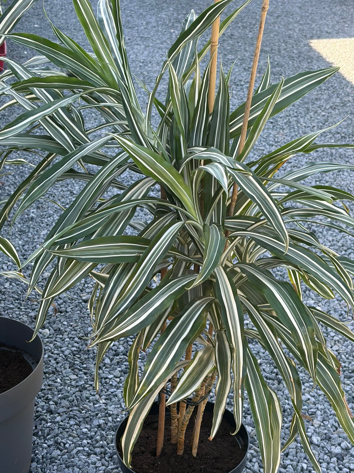 Kamerplant Dracaena fragrans, Huis en Inrichting, Kamerplanten, Ophalen, Overige soorten, Halfschaduw, In pot