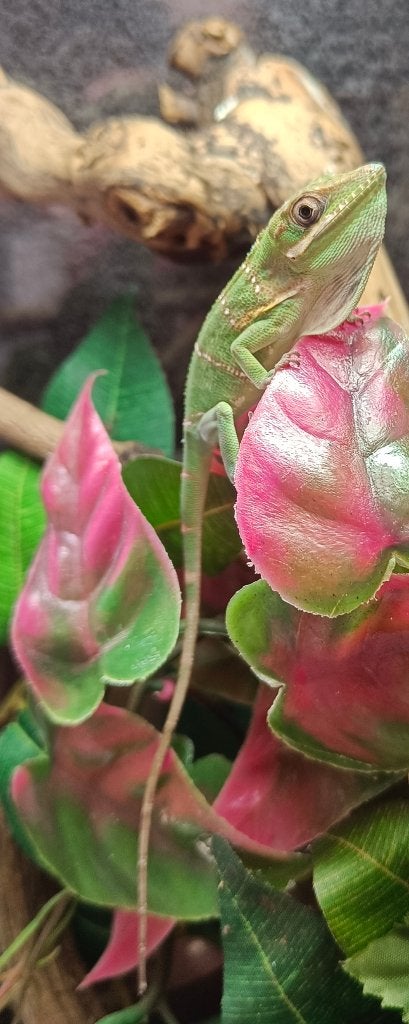 Anolis, Animaux & Accessoires, Lézard, 0 à 2 ans
