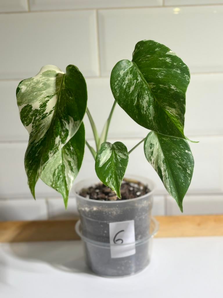 Monstera deliciosa variegata, Huis en Inrichting, Kamerplanten, Ophalen