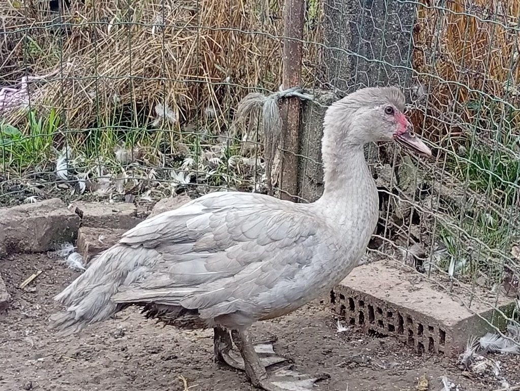 barberie parelgrijs, Animaux & Accessoires, Volatiles, Mâle, Canard