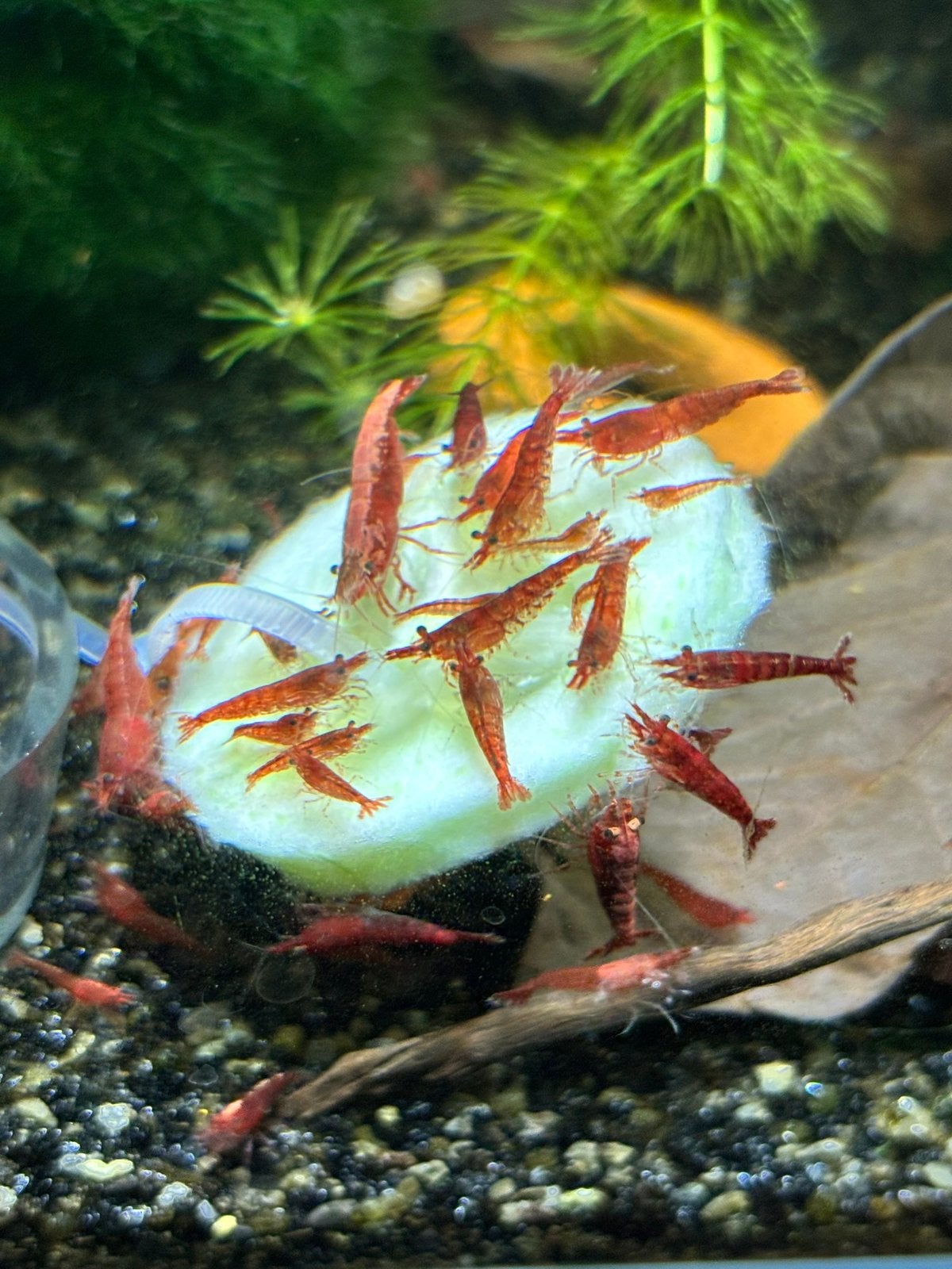Neocaridina Davidi sp. Red Fire - vuurgarnalen, Dieren en Toebehoren, Kreeft, Krab of Garnaal, Zoetwatervis, Schoolvis