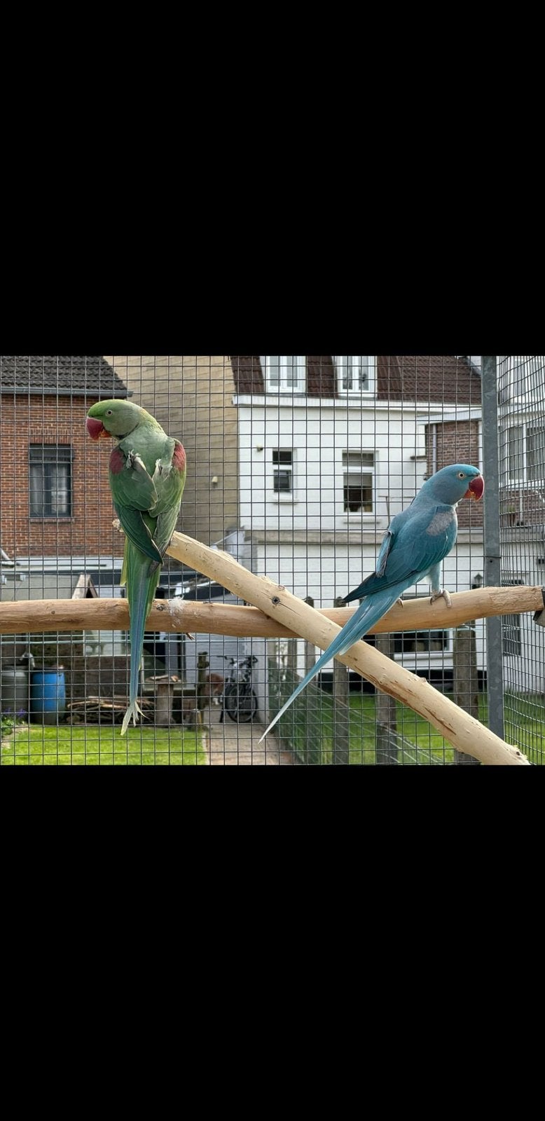 Alexanderparkieten mitatie ‘24, Meerdere dieren, Parkiet, Geringd