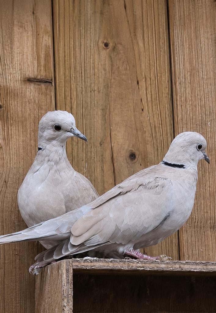 Koppel lachduiven te koop, Plusieurs animaux, Tourterelle