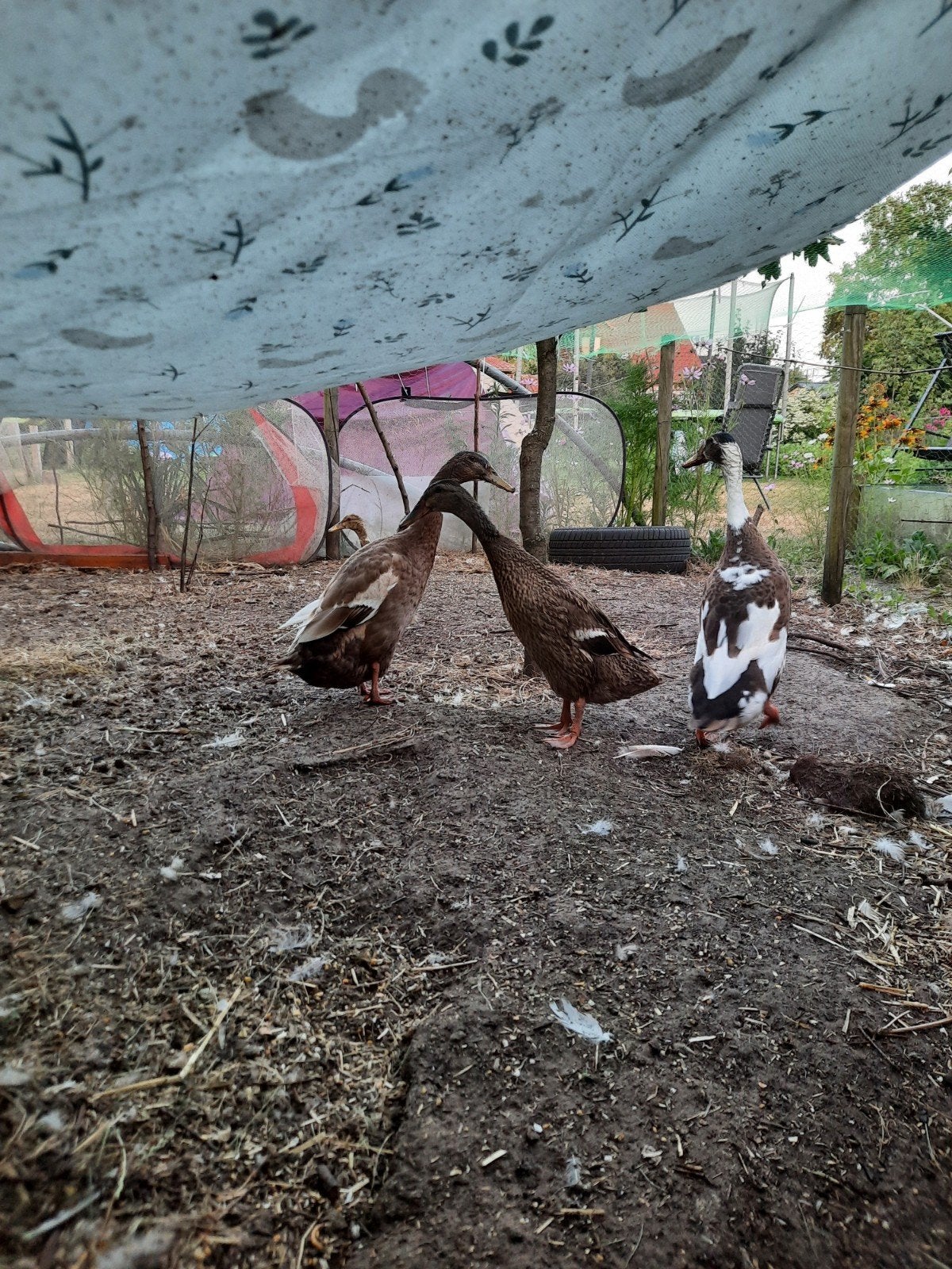 Indische loopeenden, Dieren en Toebehoren, Pluimvee