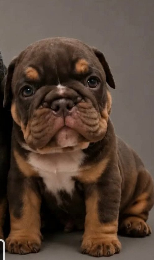 Engelse bulldog pups, België, Fokker | Hobbymatig, 8 tot 15 weken, Meerdere