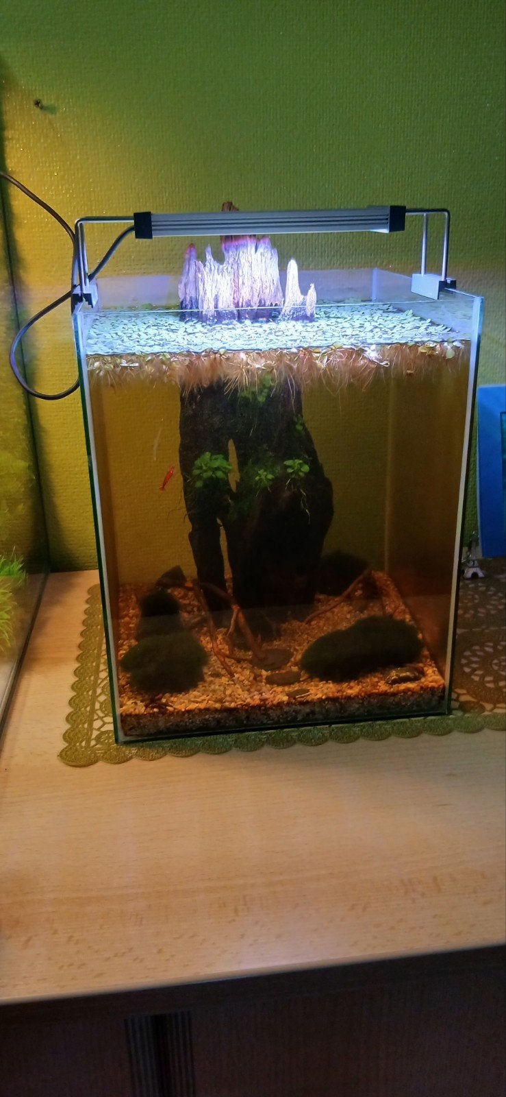 Aquarium, Animaux & Accessoires, Enlèvement