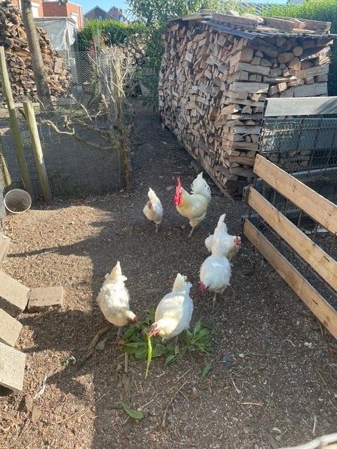 foktoom poules de Bresse, Dieren en Toebehoren, Pluimvee, Meerdere dieren, Kip