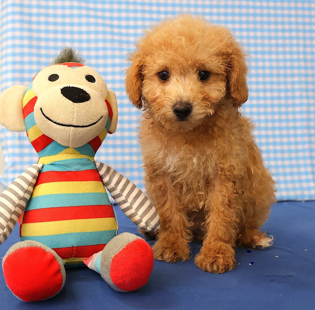 Des chiots caniches super sympas !, 15 semaines à 1 an, Caniche, Plusieurs animaux, Éleveur | Professionnel