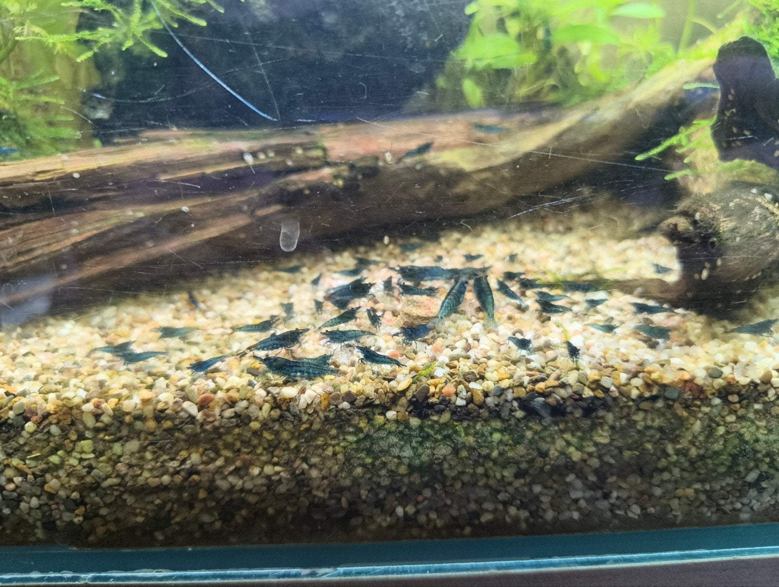 Blauwe neocarodina garnaal, Kreeft, Krab of Garnaal, Zoetwatervis
