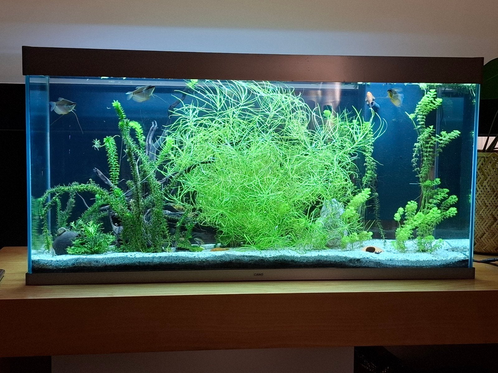 CIANO emotions Pro 120- 239L, Animaux & Accessoires, Enlèvement, Poissons inclus, Utilisé, Aquarium d'eau douce rempli