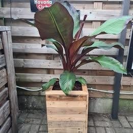 Plantenbakken – New Basic High – 38 x 38 x 60 cm, Neuf, Enlèvement ou Envoi, Rijkevorsel, Bois