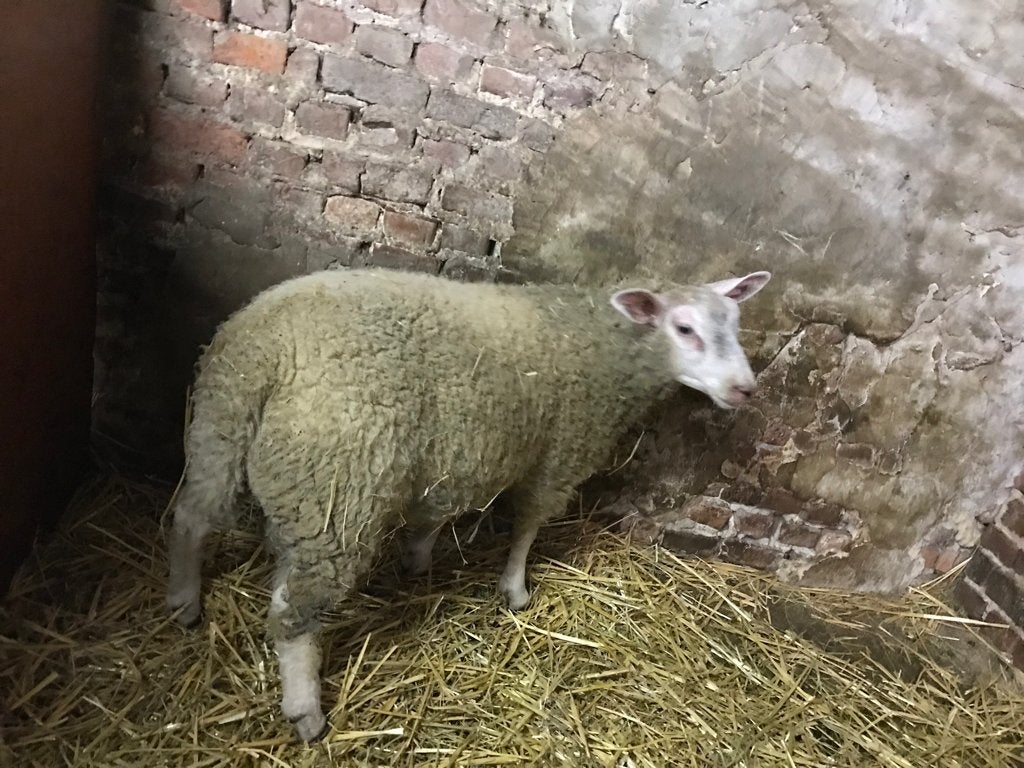 Schaap, Mouton