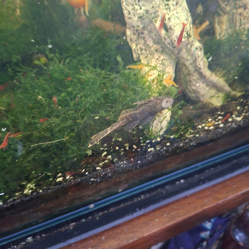 aquariumvissen, Dieren en Toebehoren, Vissen | Aquariumvissen, Vis, Zoetwatervis, Schoolvis