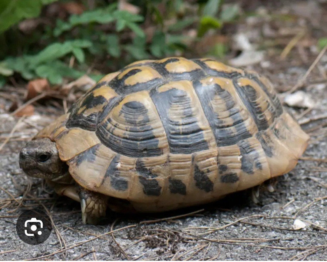 Recherche une Testudo Graeca femelle de + de 15 ans, Dieren en Toebehoren, Reptielen en Amfibieën, Schildpad, 11 jaar of ouder