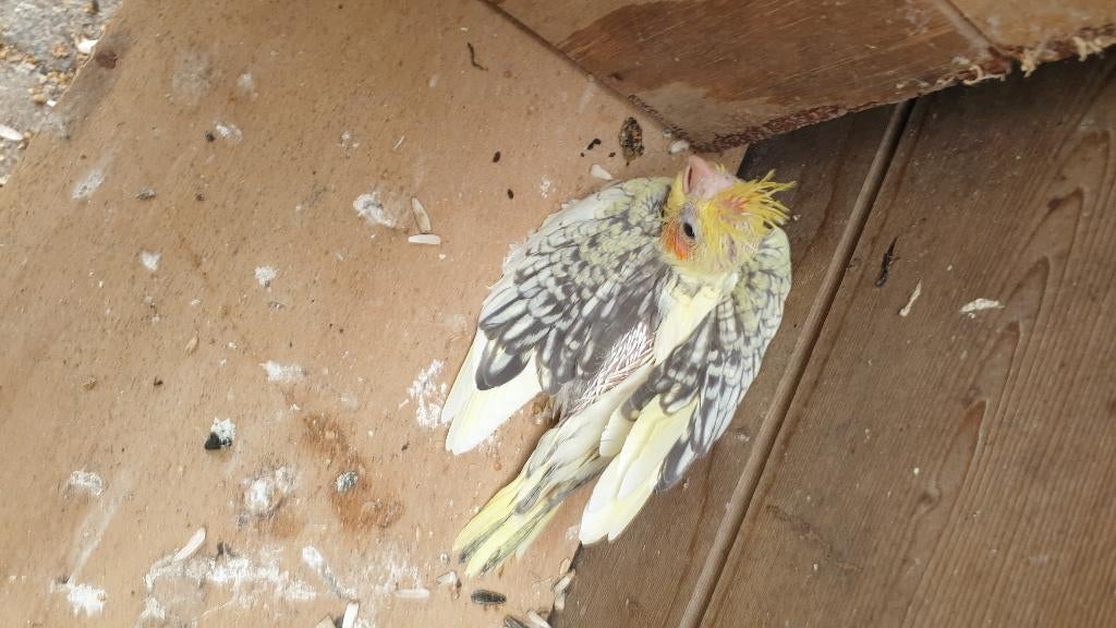 Valkparkieten, Dieren en Toebehoren, Vogels | Parkieten en Papegaaien, Geringd