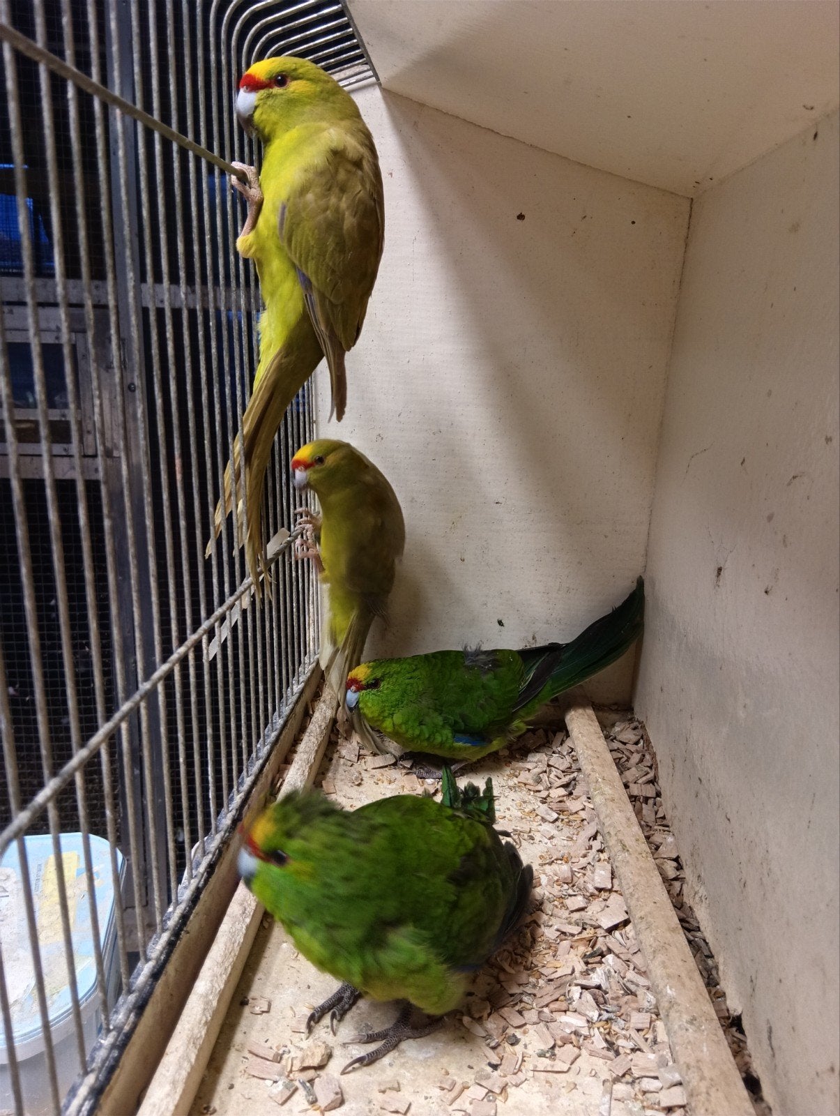 front jaune de Kakariki