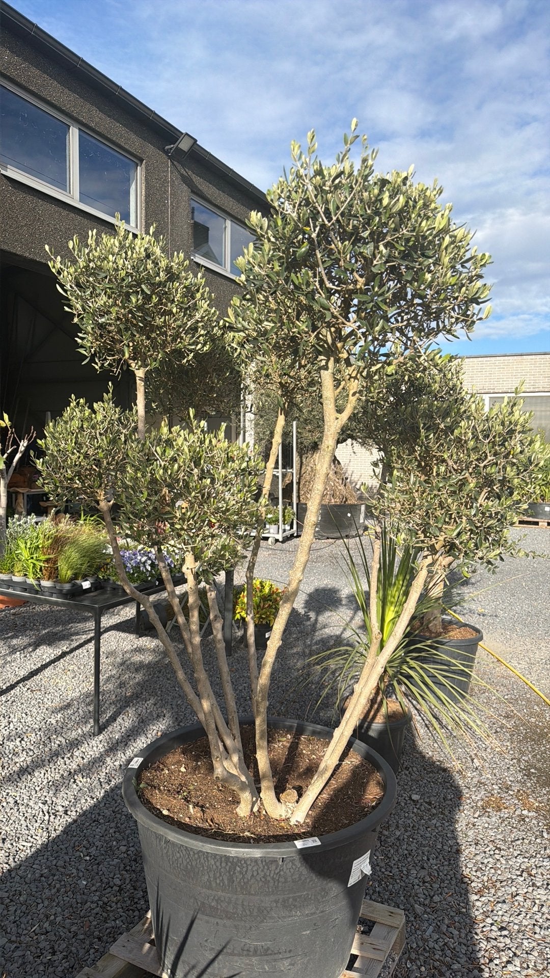 Olijfboom ponpon, Tuin en Terras, Ophalen, Olijfboom