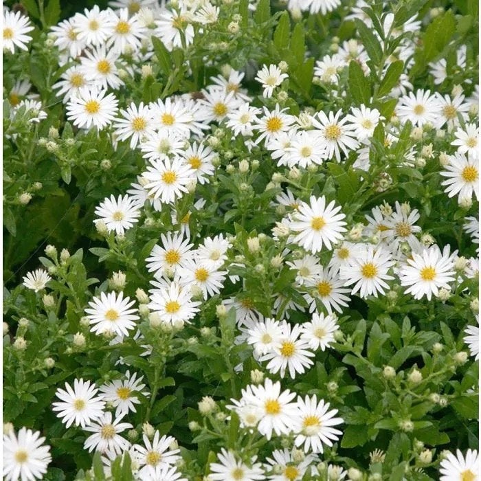 Kalimeris tardiva Mon Jardin, Ophalen