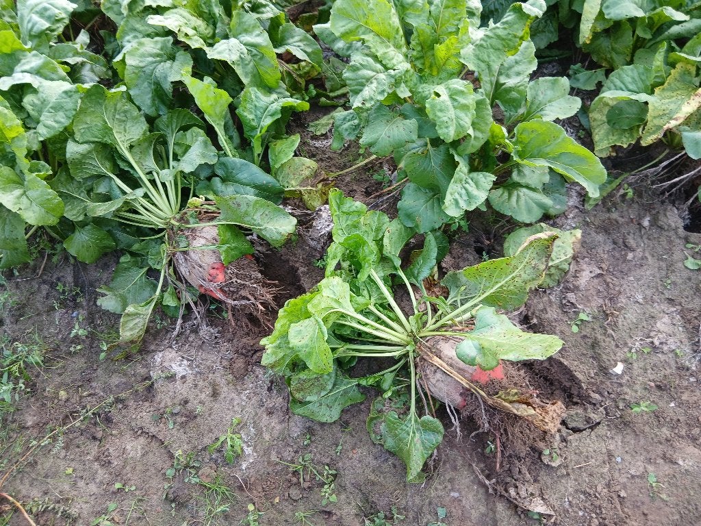 Voerderbieten