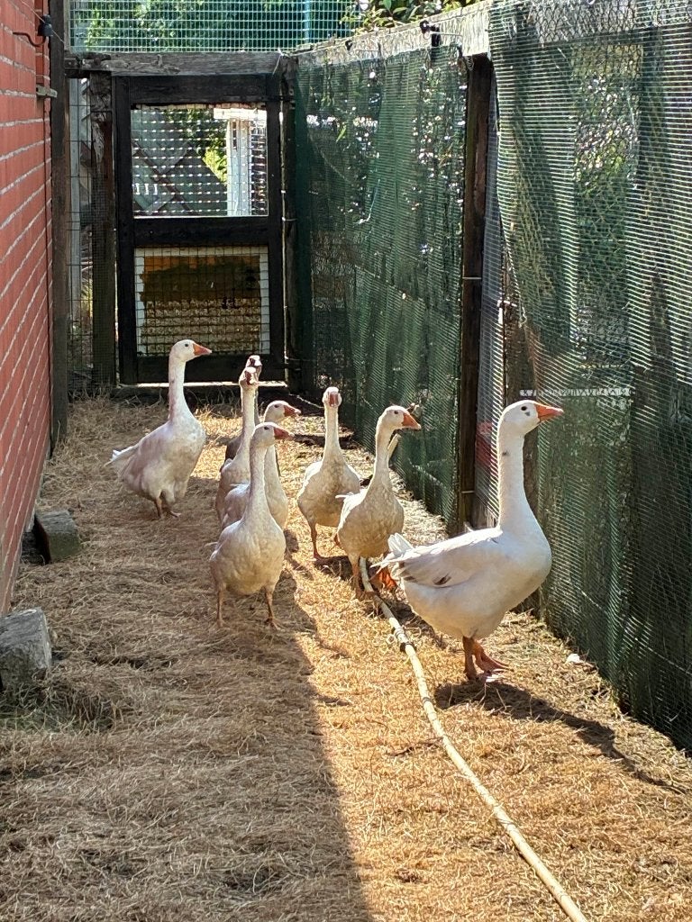 ganzen, Animaux & Accessoires, Volatiles, Plusieurs animaux, Oie ou Cygne