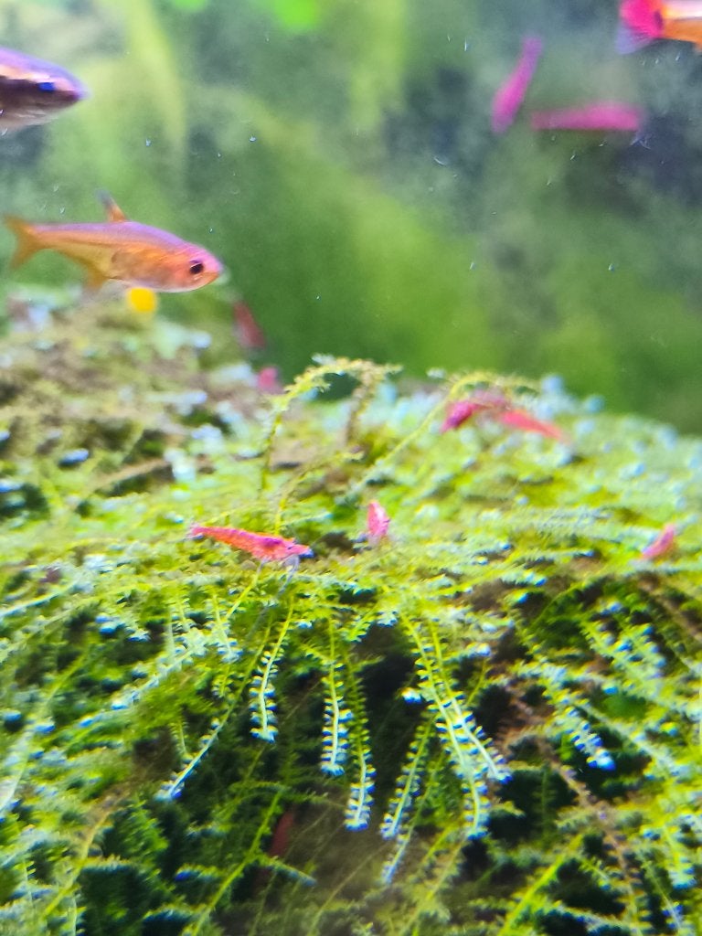 Garnaaltjes, Dieren en Toebehoren