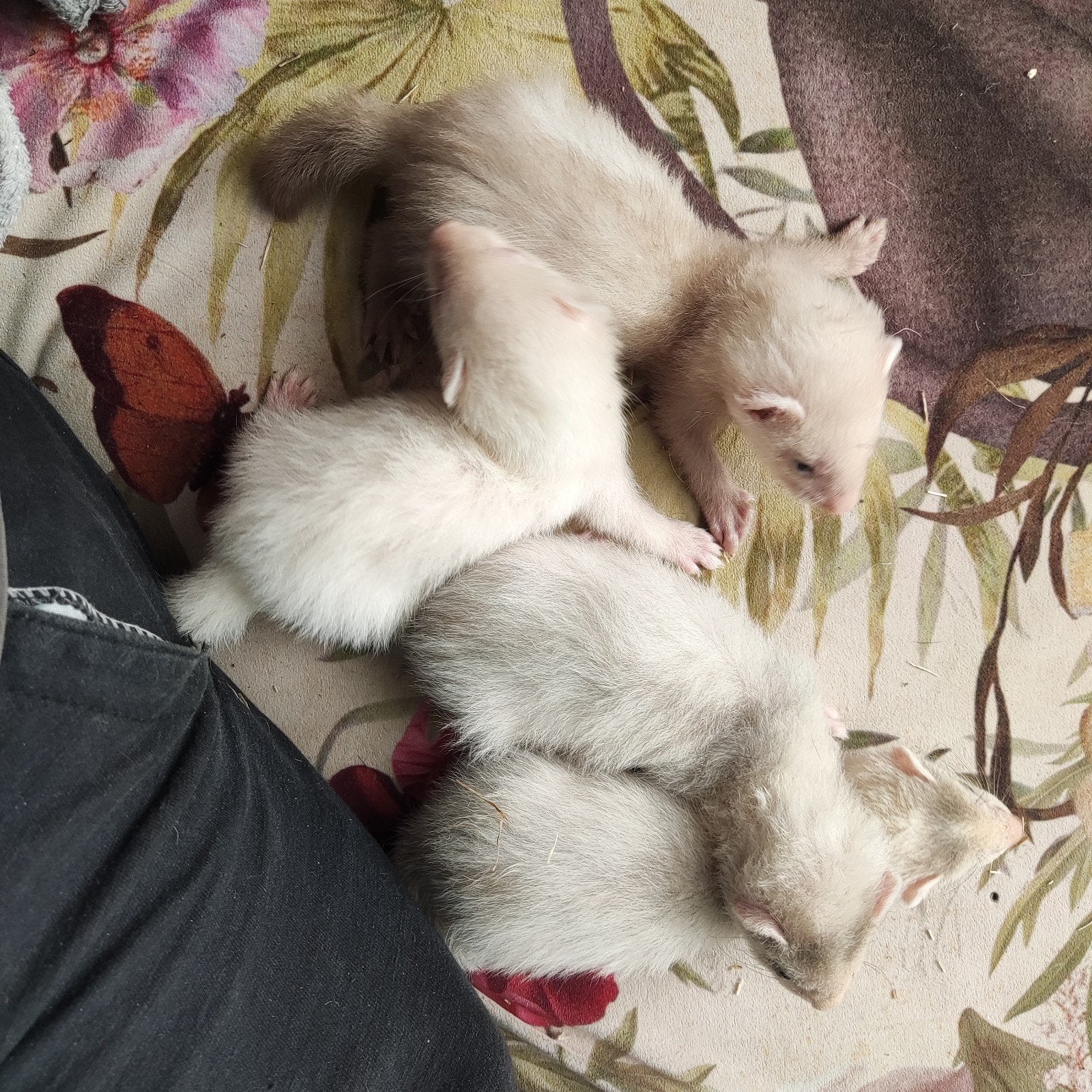 Fretten pups, Dieren en Toebehoren, Overige Dieren, Mannelijk, Mei