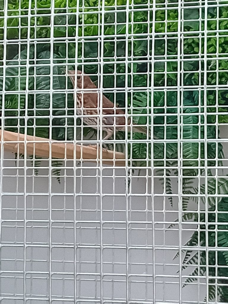 Zanglijsterpop 2025, Dieren en Toebehoren, Vrouwelijk, Wildzangvogel, Geringd