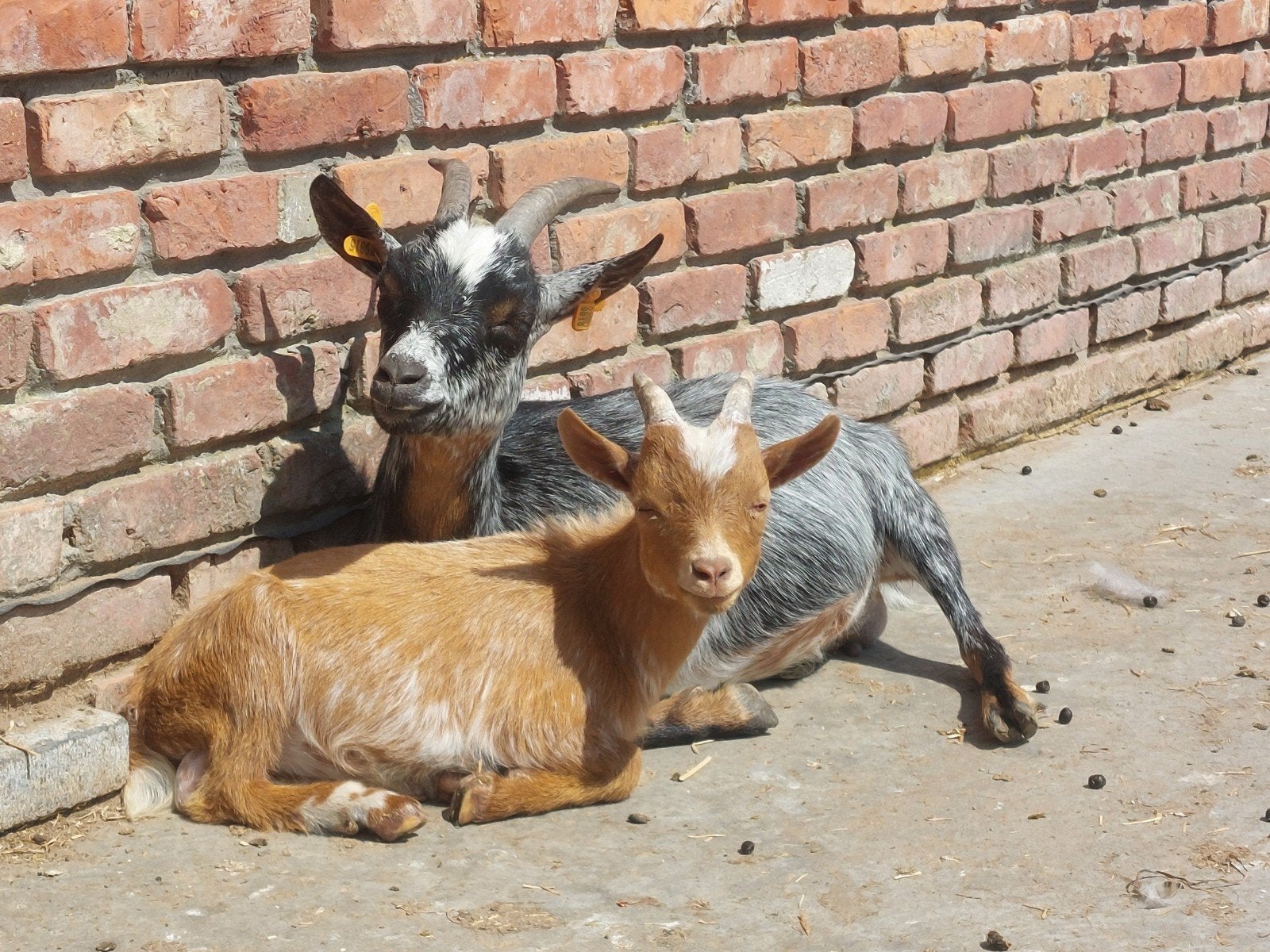 Hermelijn ooi., Dieren en Toebehoren, Schapen, Geiten en Varkens