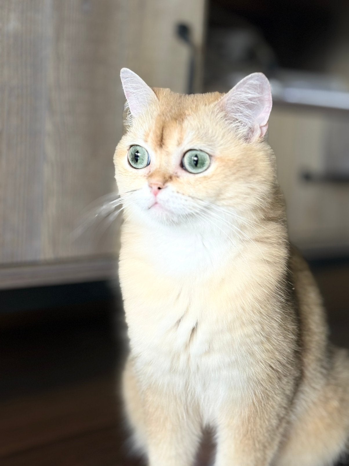 Brits korthaar Golden, Poes, Met stamboom, 0 tot 2 jaar