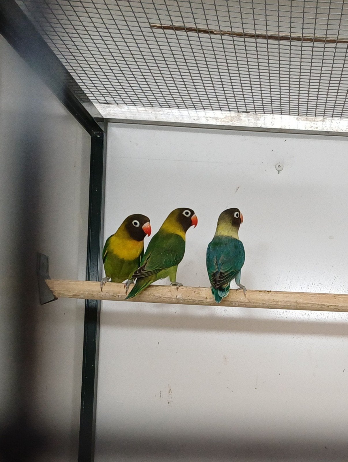 Agapornis, Dieren en Toebehoren, Vogels | Parkieten en Papegaaien