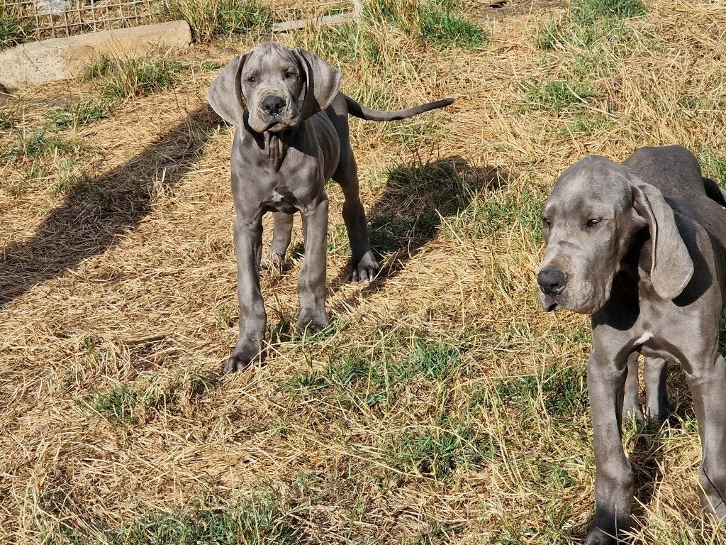 duitse dog pups blauw, Dieren en Toebehoren, Honden | Bulldogs, Pinschers en Molossers, België, 15 weken tot 1 jaar, Overige rassen