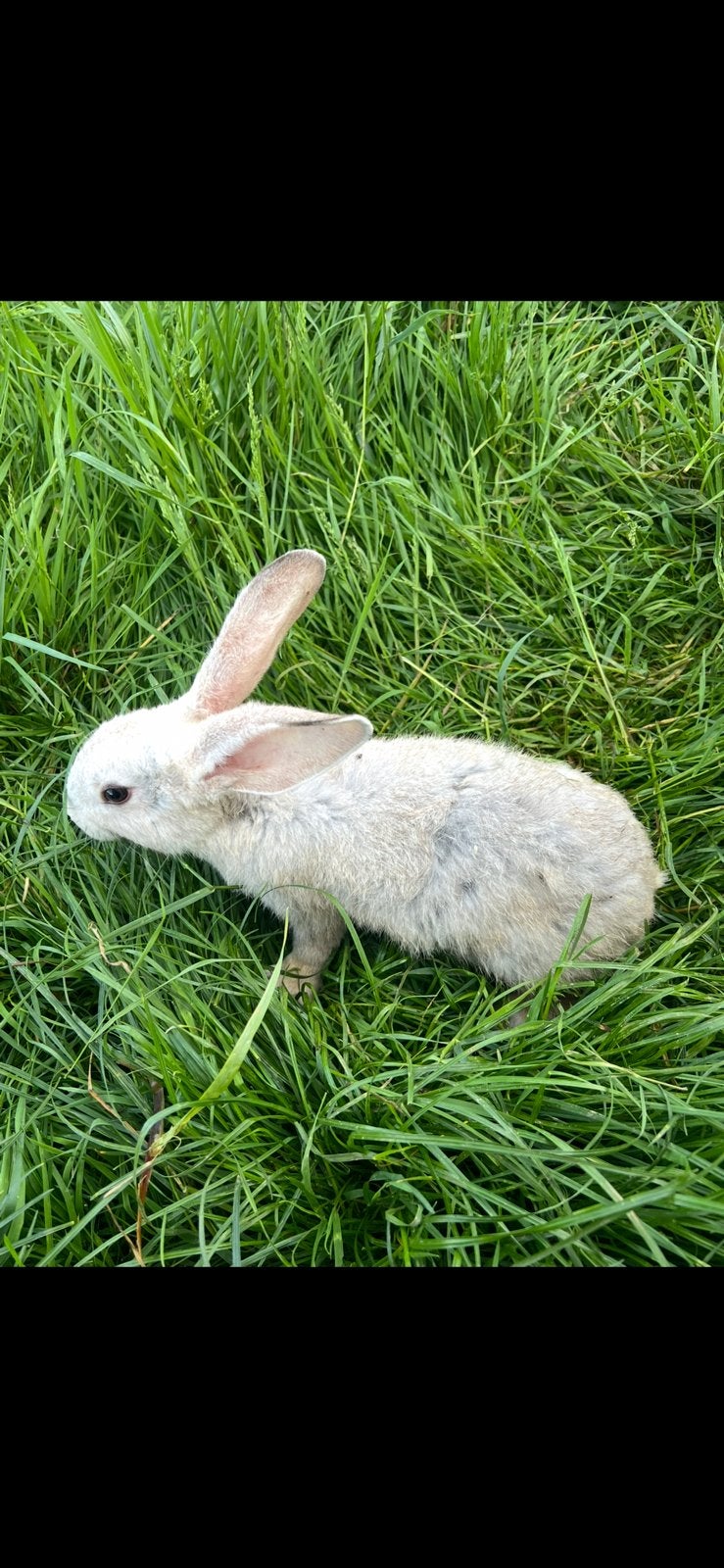 Jonge konijnen, Animaux & Accessoires